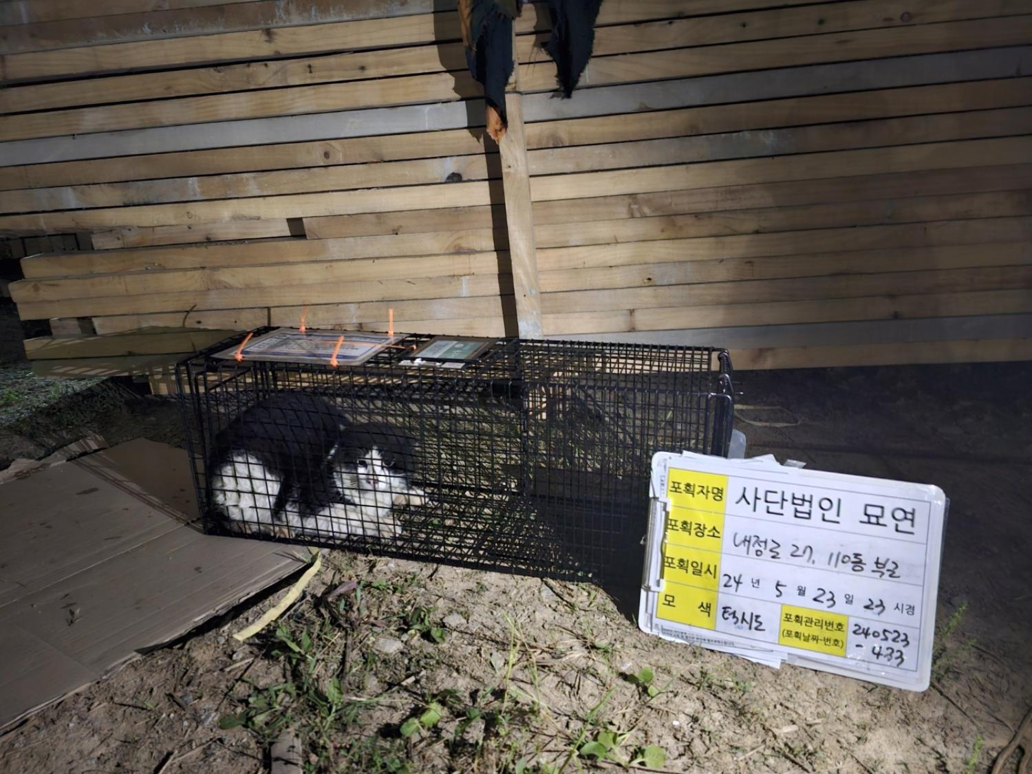 보호중동물사진 공고번호-전북-군산-2024-00420