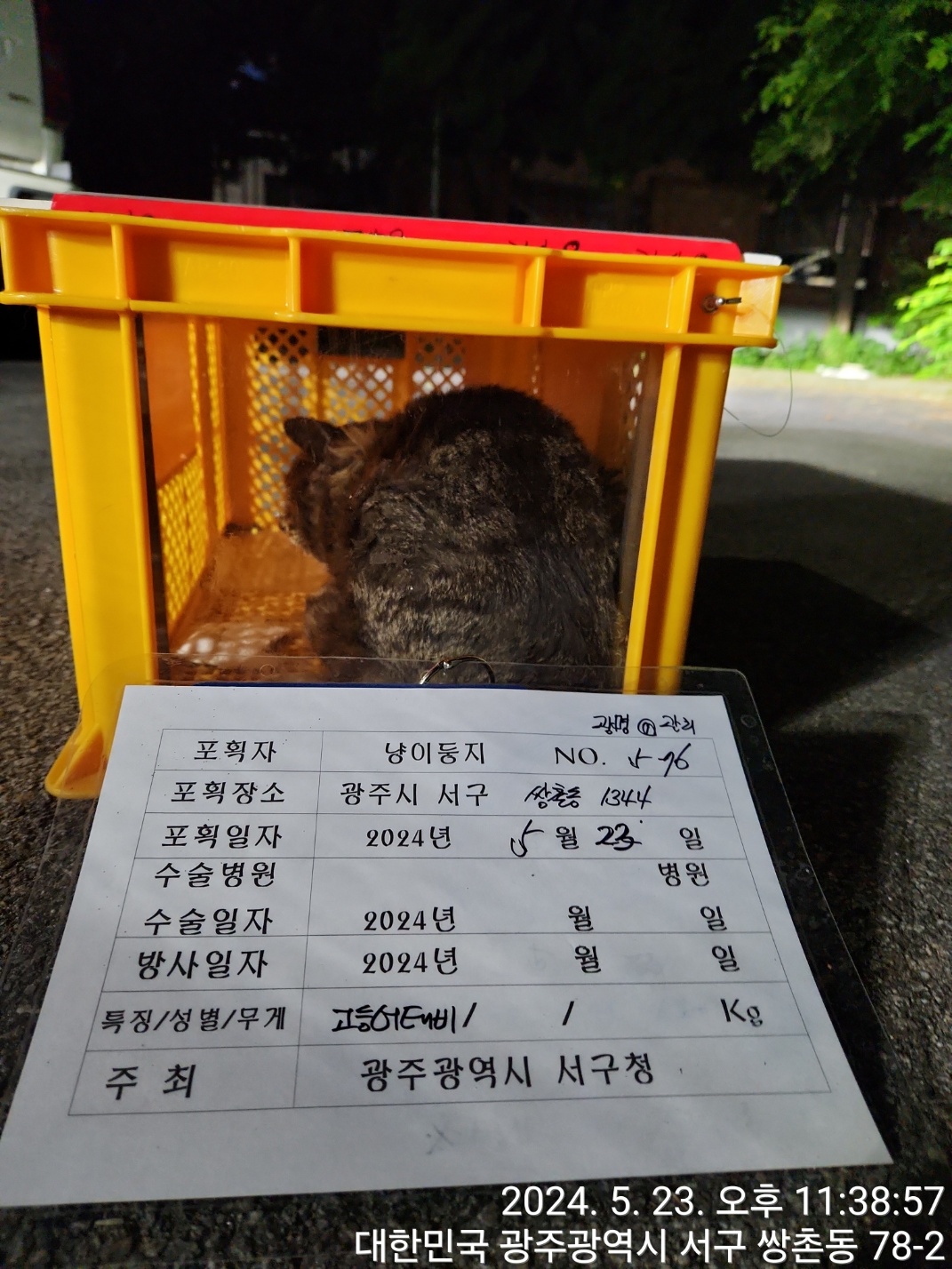보호중동물사진 공고번호-광주-서구-2024-00278