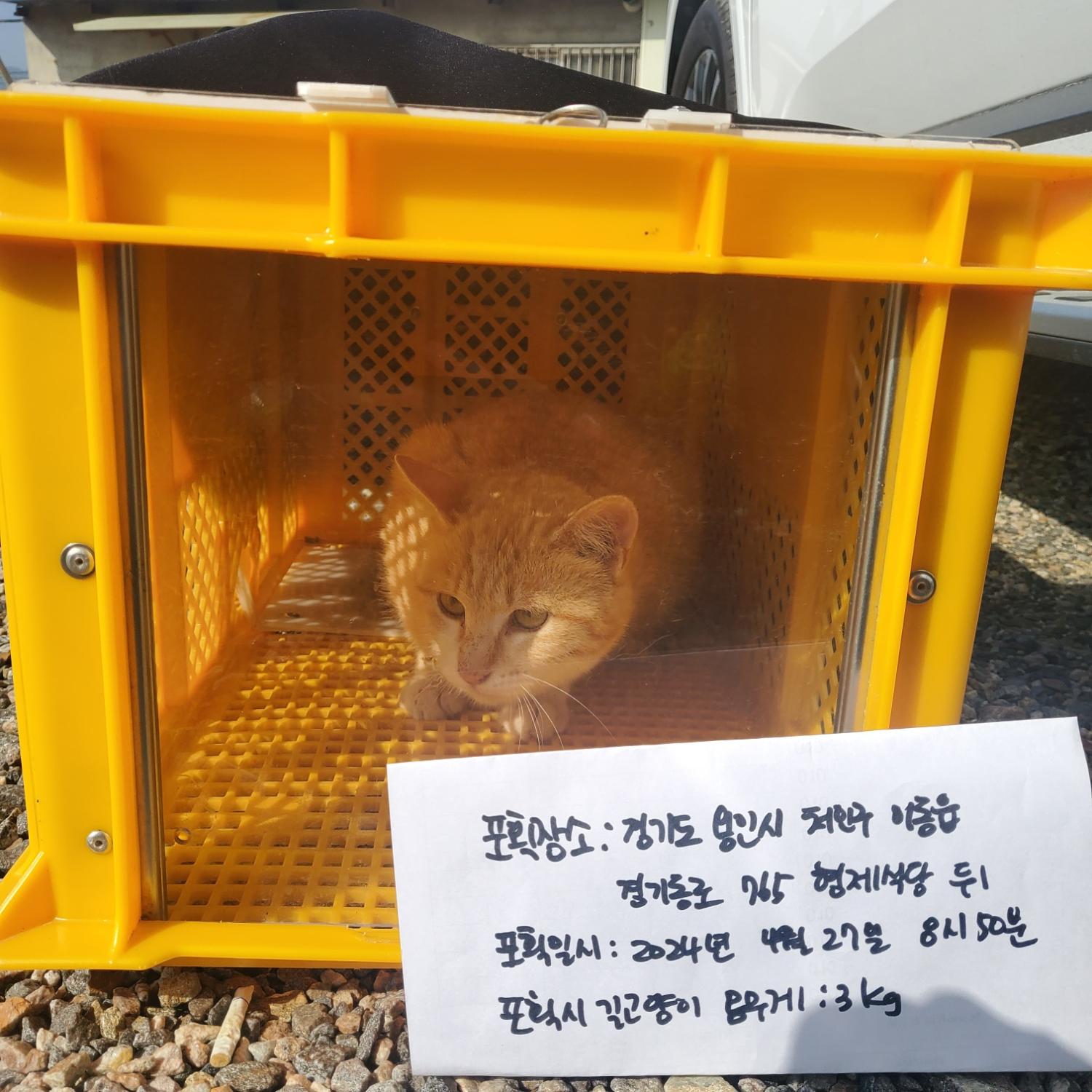 보호중동물사진 공고번호-경기-용인-2024-00943