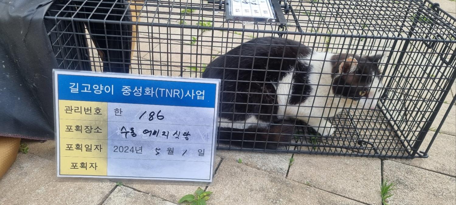 보호중동물사진 공고번호-경기-남양주-2024-00942
