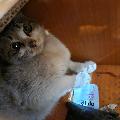 공고 번호가 대구-수성-2024-00134인 한국 고양이 동물 사진