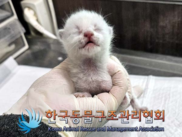 공고 번호가 경기-양주-2024-00261인 한국 고양이 동물 사진  