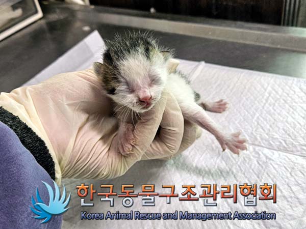 공고 번호가 경기-양주-2024-00258인 한국 고양이 동물 사진  