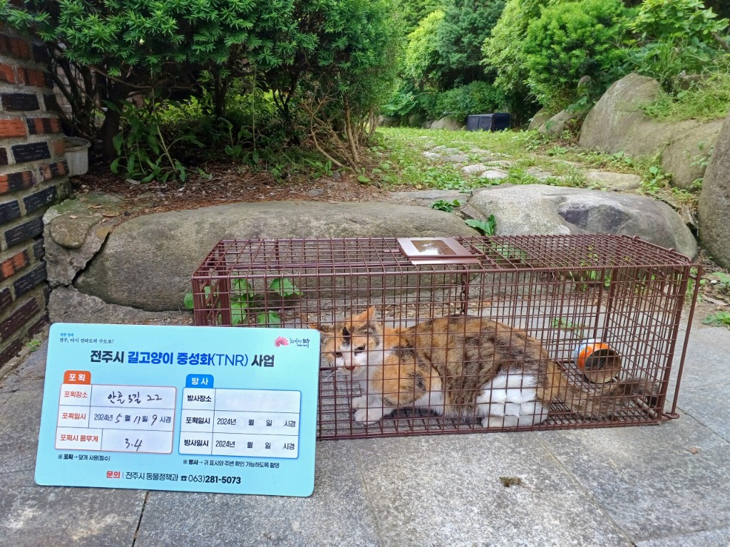 보호중동물사진 공고번호-전북-전주-2024-01093