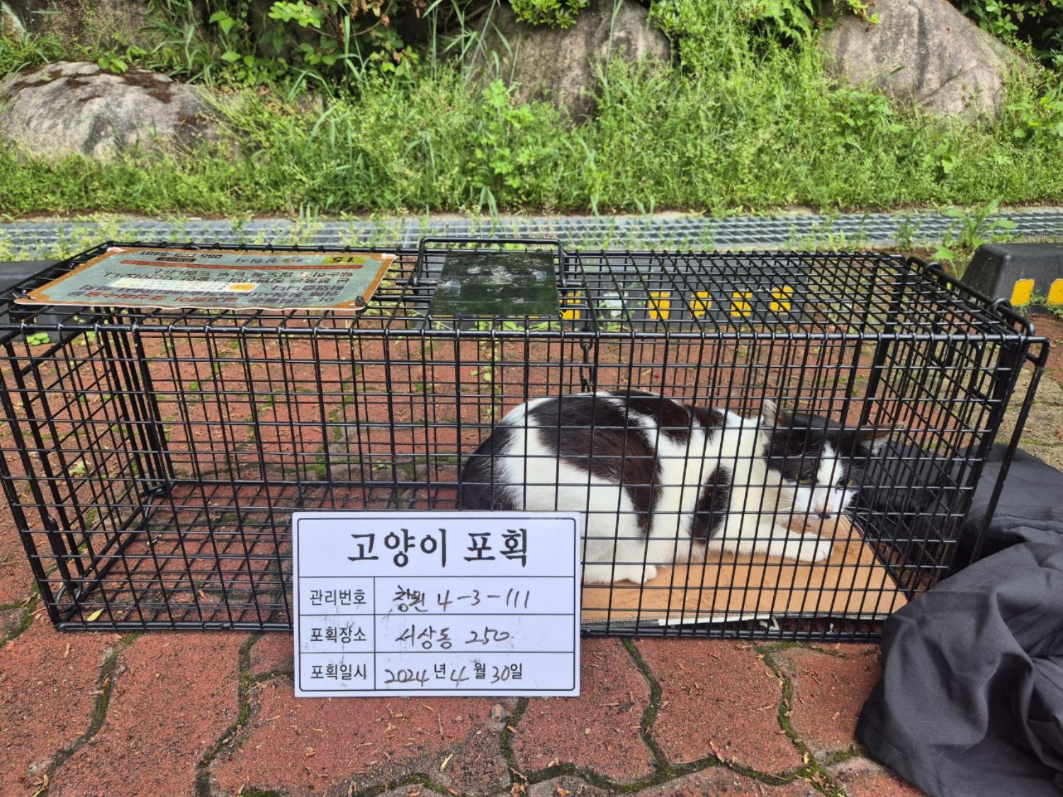 보호중동물사진 공고번호-경남-창원-2024-00471