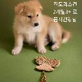 공고 번호가 경북-성주-2024-00151인 기타 동물 사진