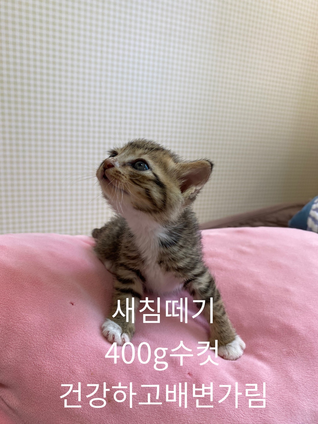 공고 번호가 경북-성주-2024-00222인 한국 고양이 동물 사진