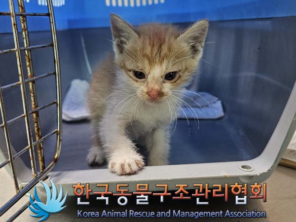 공고 번호가 서울-동대문-2024-00100인 한국 고양이 동물 사진