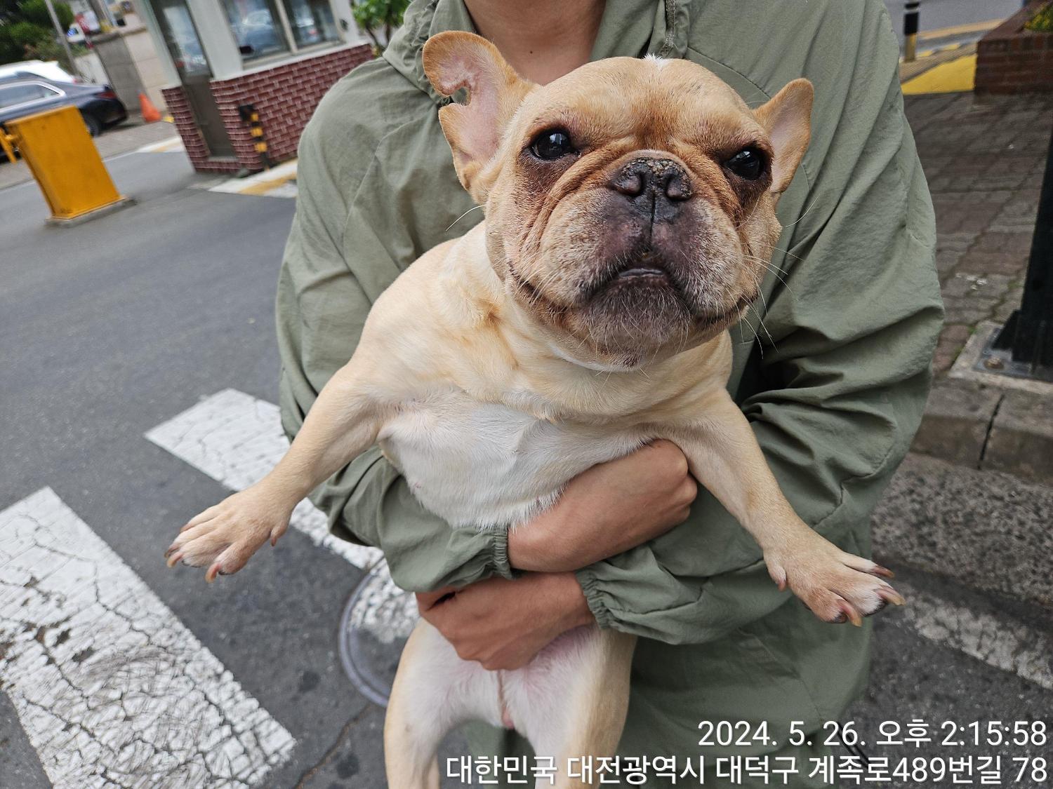 공고 번호가 대전-동구-2024-00145인 프렌치 불독 동물 사진