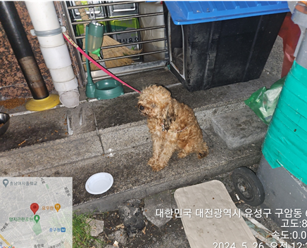 공고 번호가 대전-유성-2024-00165인 푸들 동물 사진