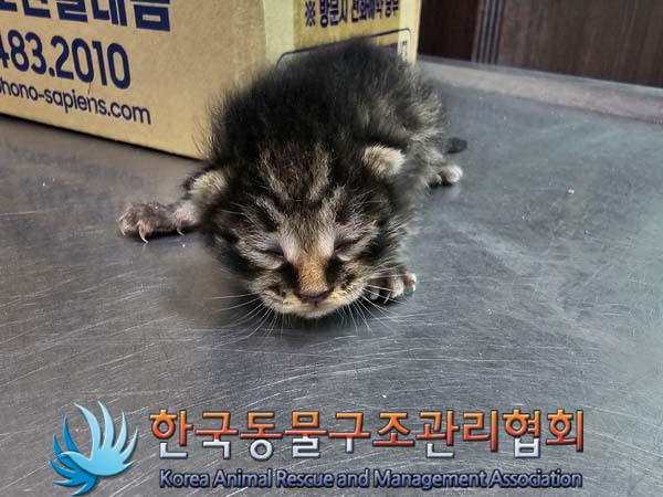 공고 번호가 경기-포천-2024-00384인 한국 고양이 동물 사진