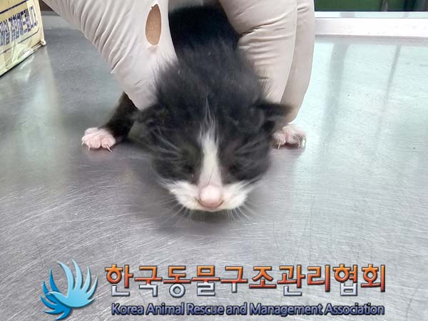 공고 번호가 경기-포천-2024-00385인 한국 고양이 동물 사진