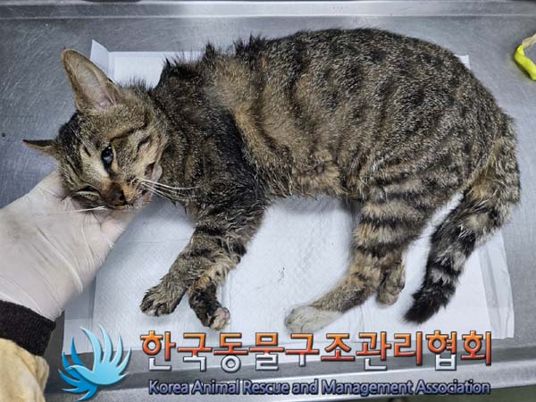 공고 번호가 서울-은평-2024-00111인 한국 고양이 동물 사진  