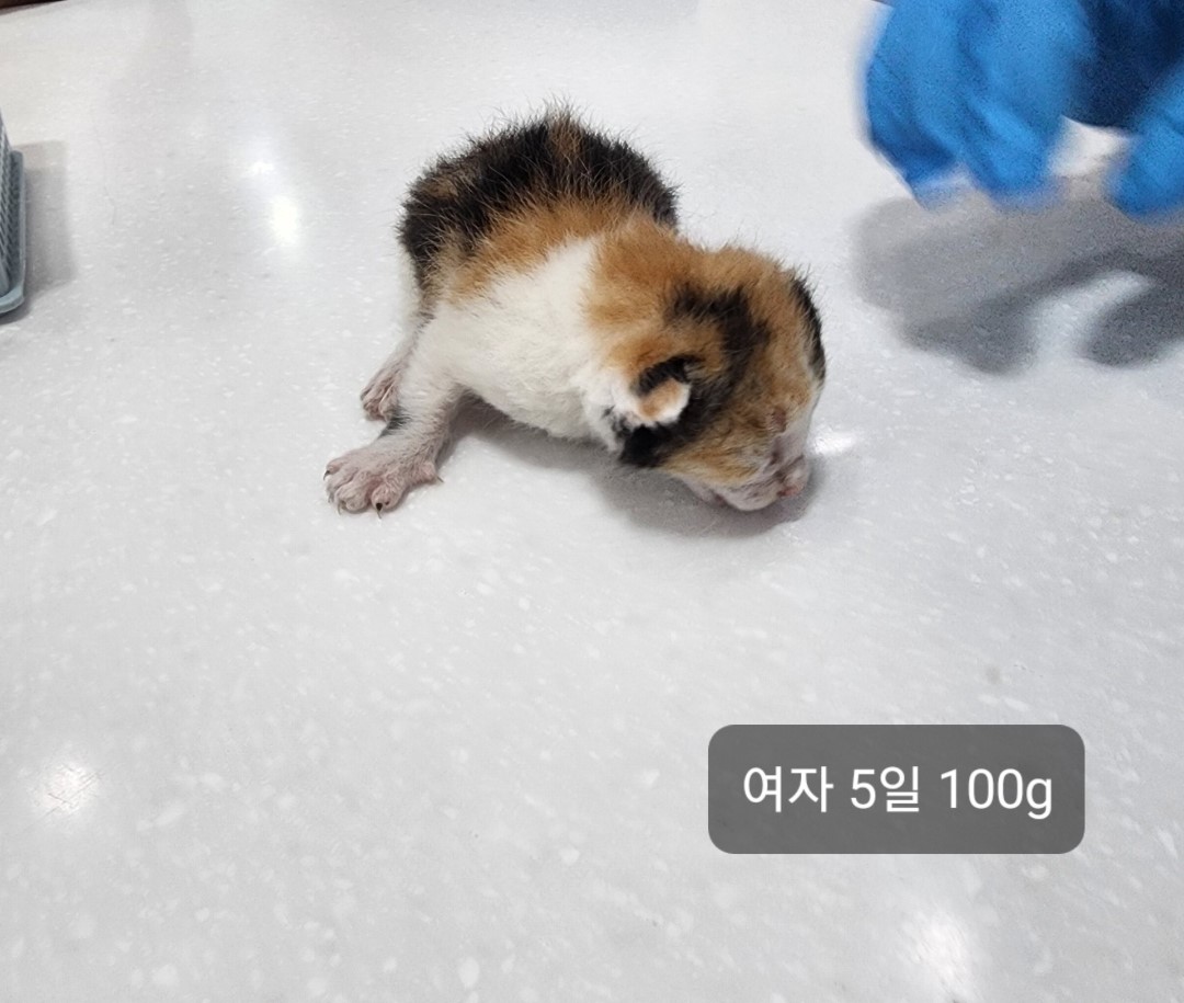 공고 번호가 충북-옥천-2024-00178인 한국 고양이 동물 사진