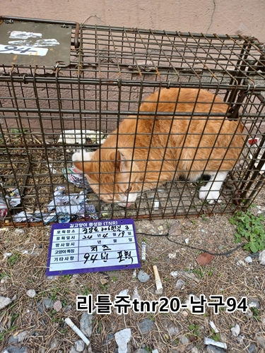 보호중동물사진 공고번호-울산-남구-2024-00092