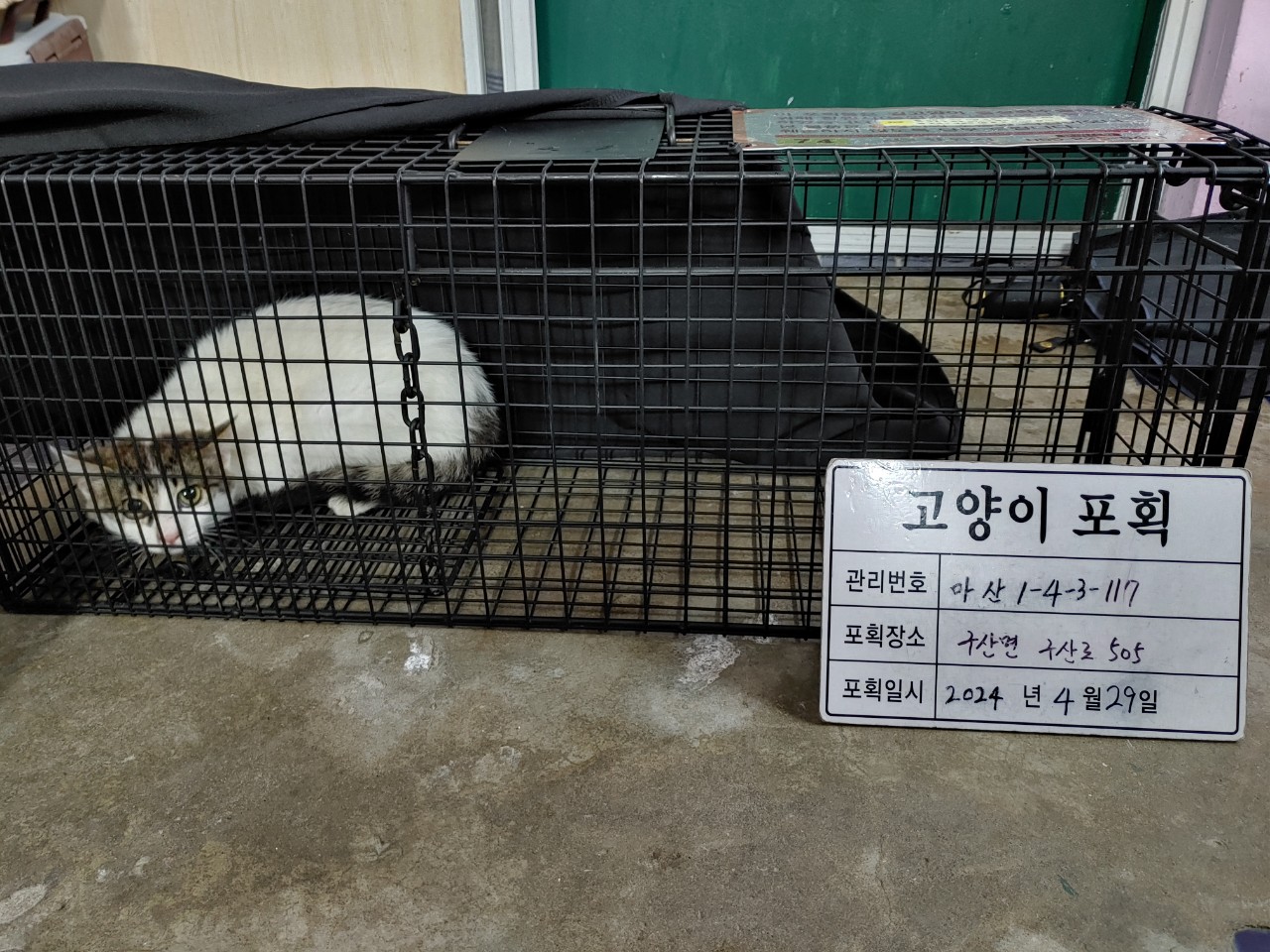 보호중동물사진 공고번호-경남-마산-2024-00595