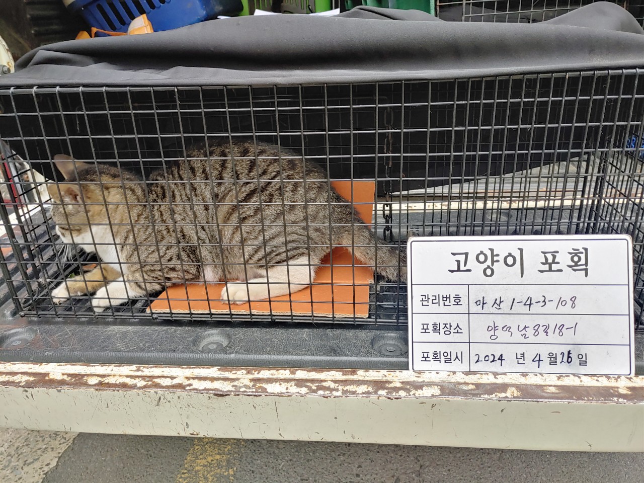 보호중동물사진 공고번호-경남-마산-2024-00581