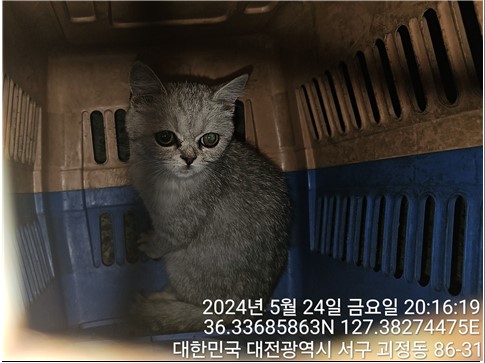 공고 번호가 대전-서구-2024-00152인 페르시안 동물 사진