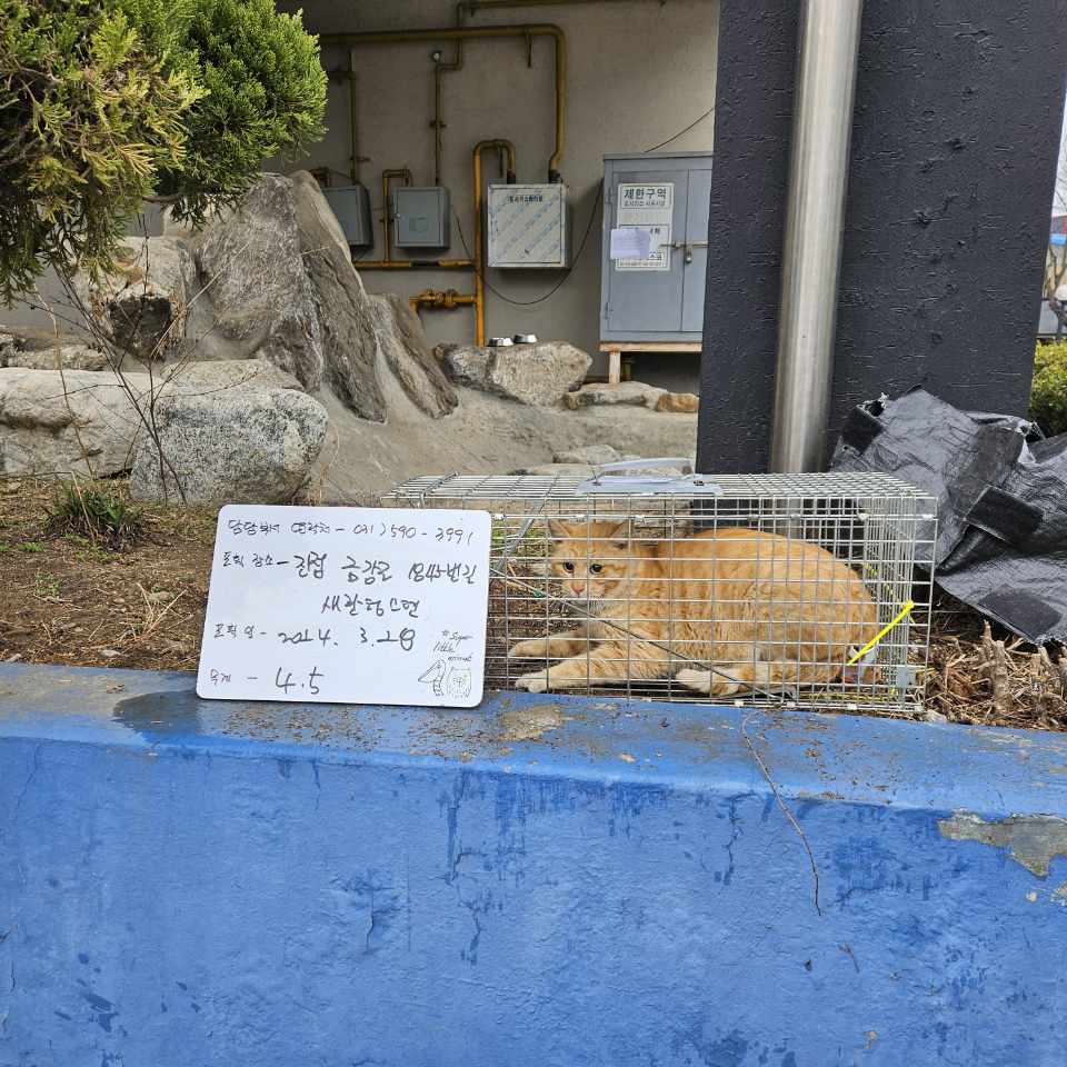 보호중동물사진 공고번호-경기-남양주-2024-00499