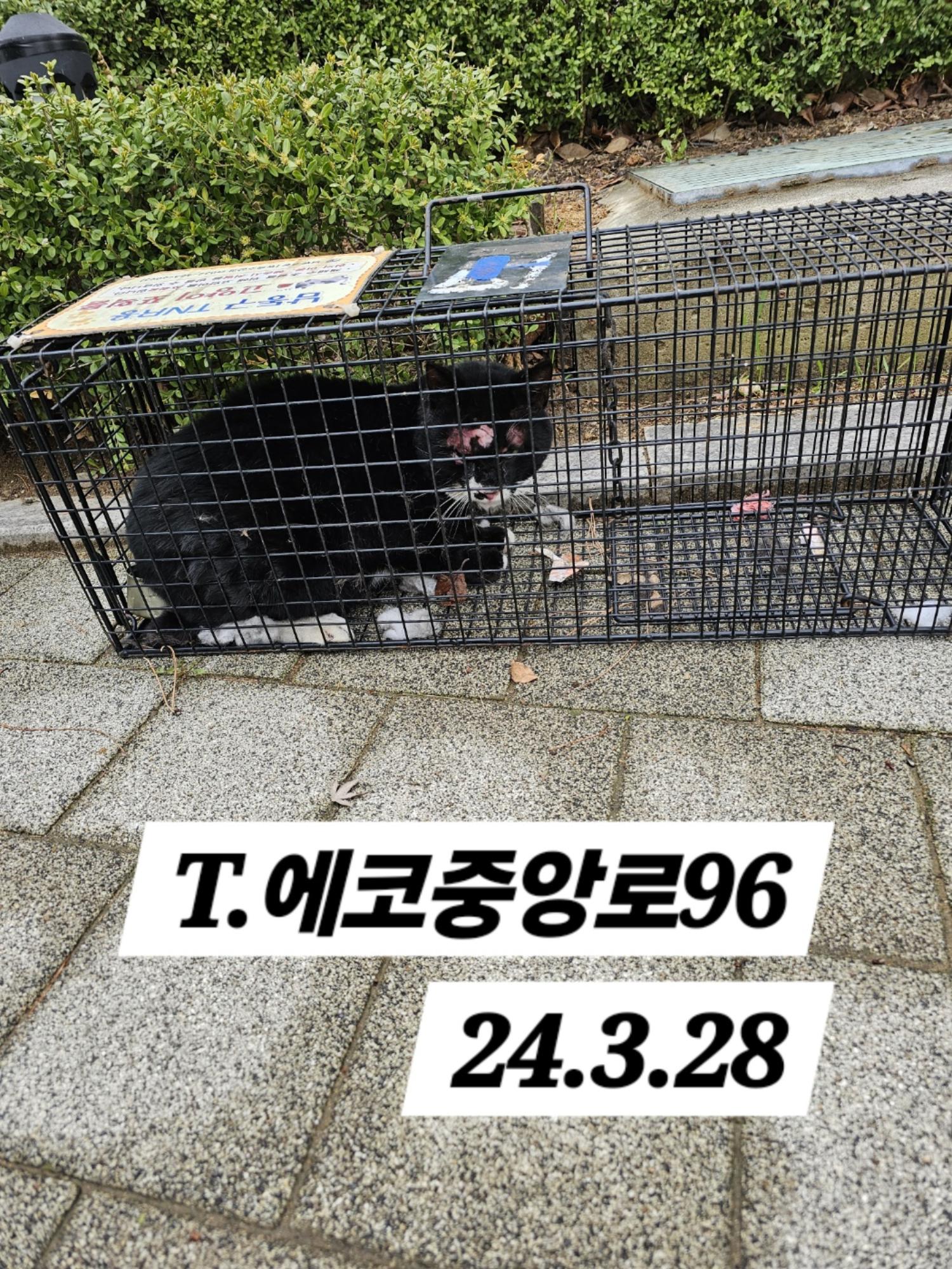 보호중동물사진 공고번호-인천-남동-2024-00122