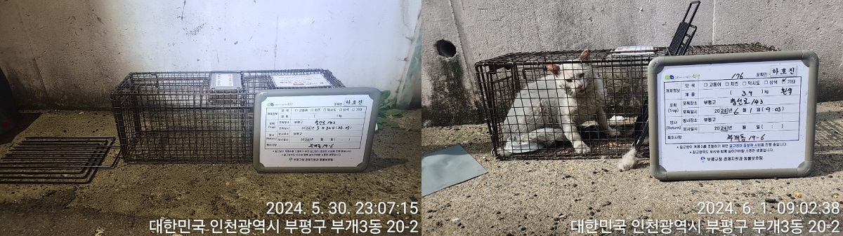 보호중동물사진 공고번호-인천-부평-2024-00241