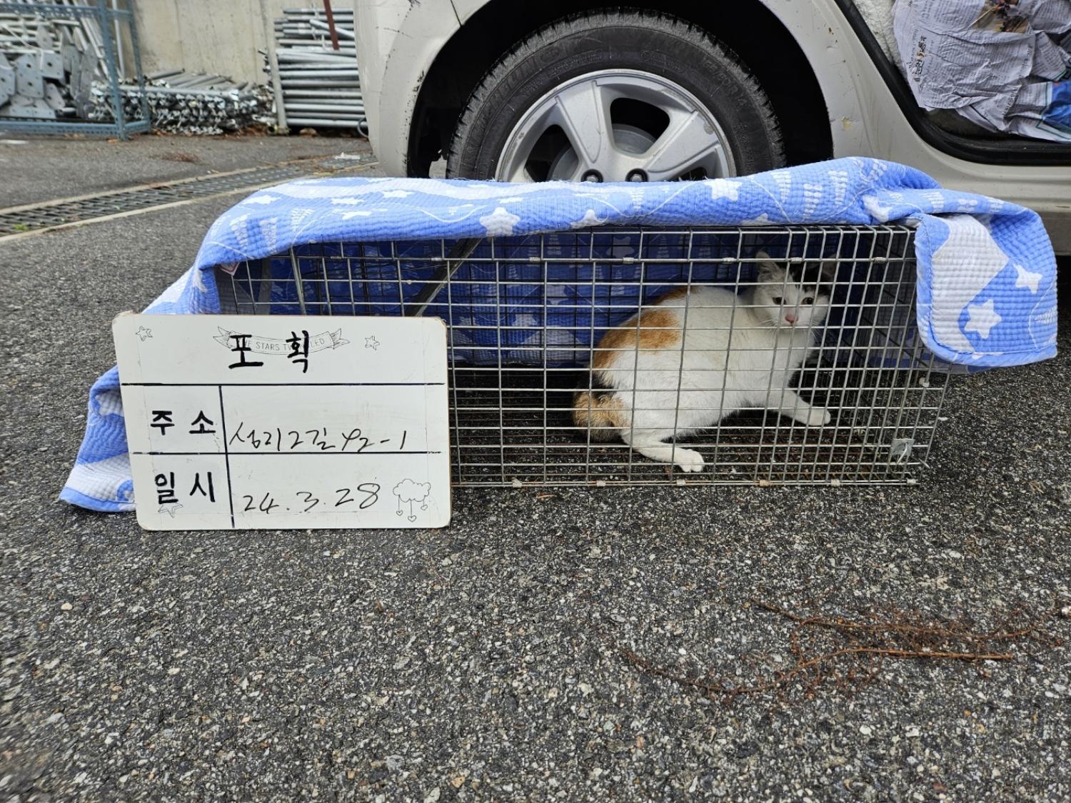 보호중동물사진 공고번호-경기-남양주-2024-00496