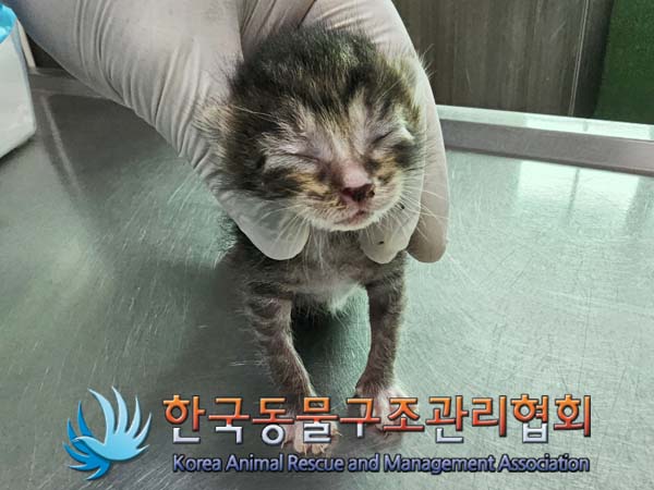공고 번호가 경기-포천-2024-00347인 한국 고양이 동물 사진
