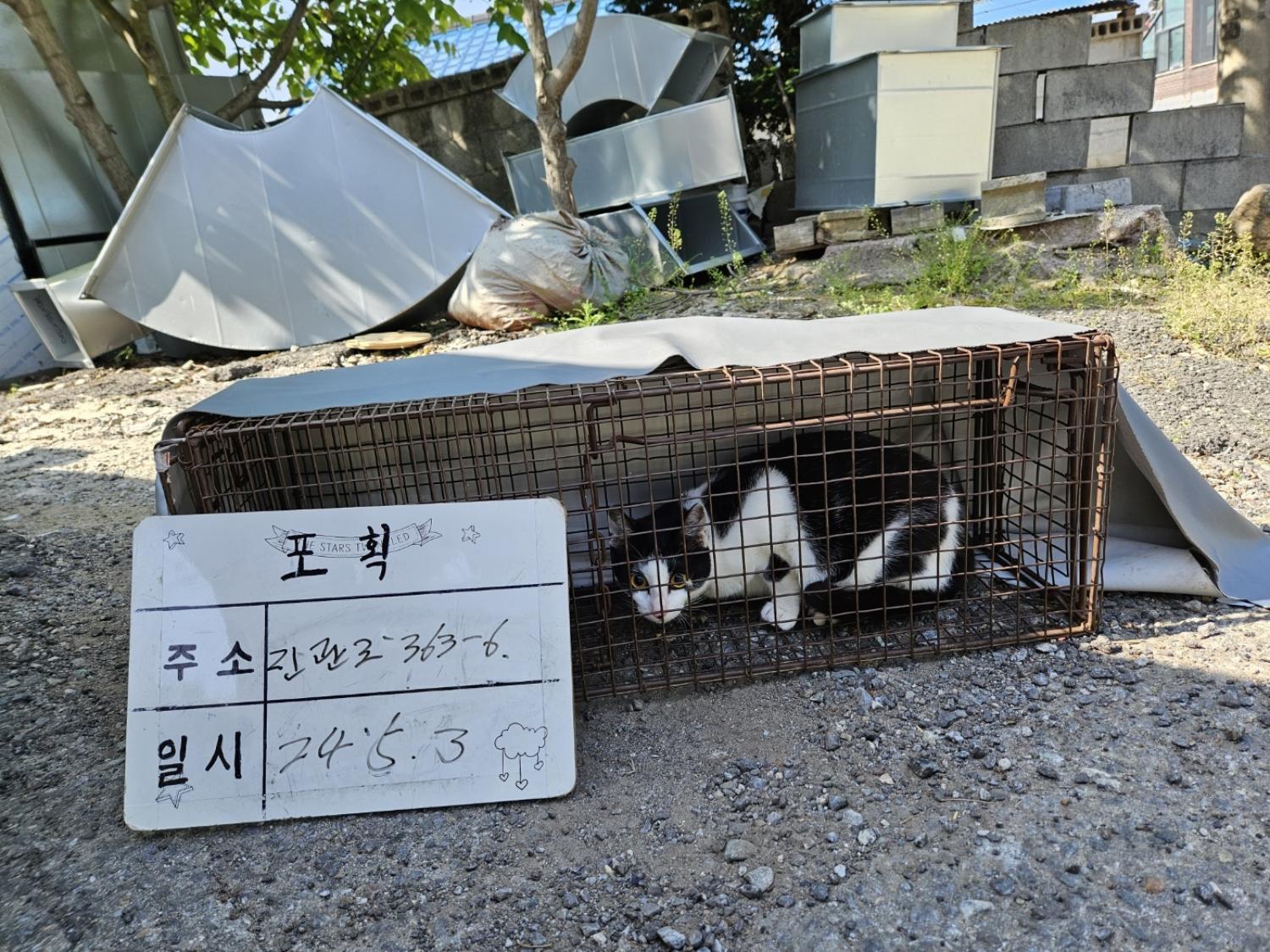 보호중동물사진 공고번호-경기-남양주-2024-00955