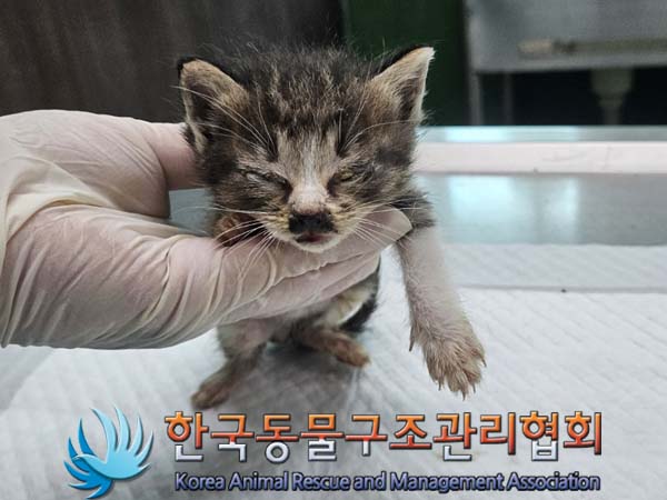 공고 번호가 경기-포천-2024-00405인 한국 고양이 동물 사진  