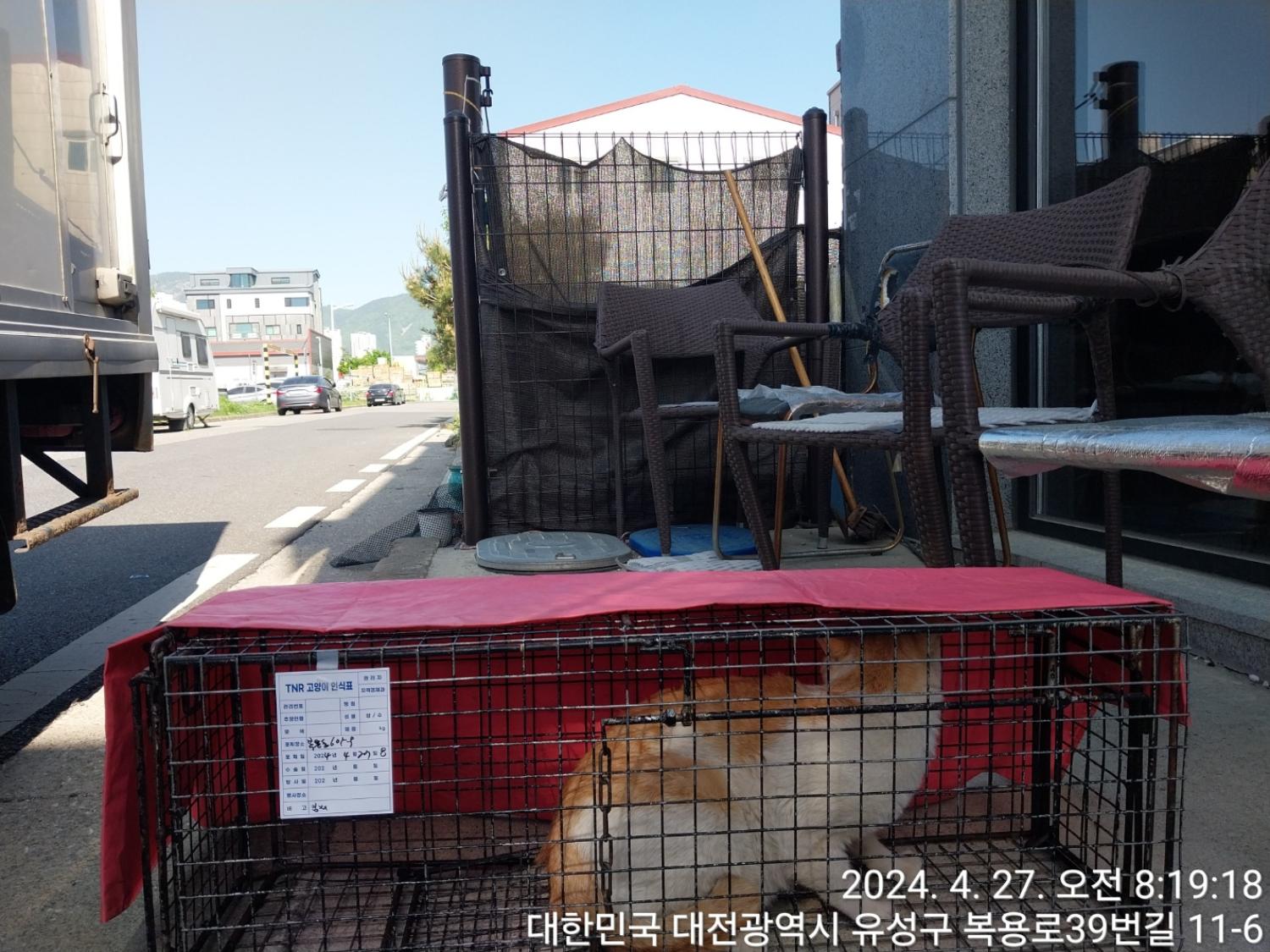보호중동물사진 공고번호-대전-유성-2024-00177