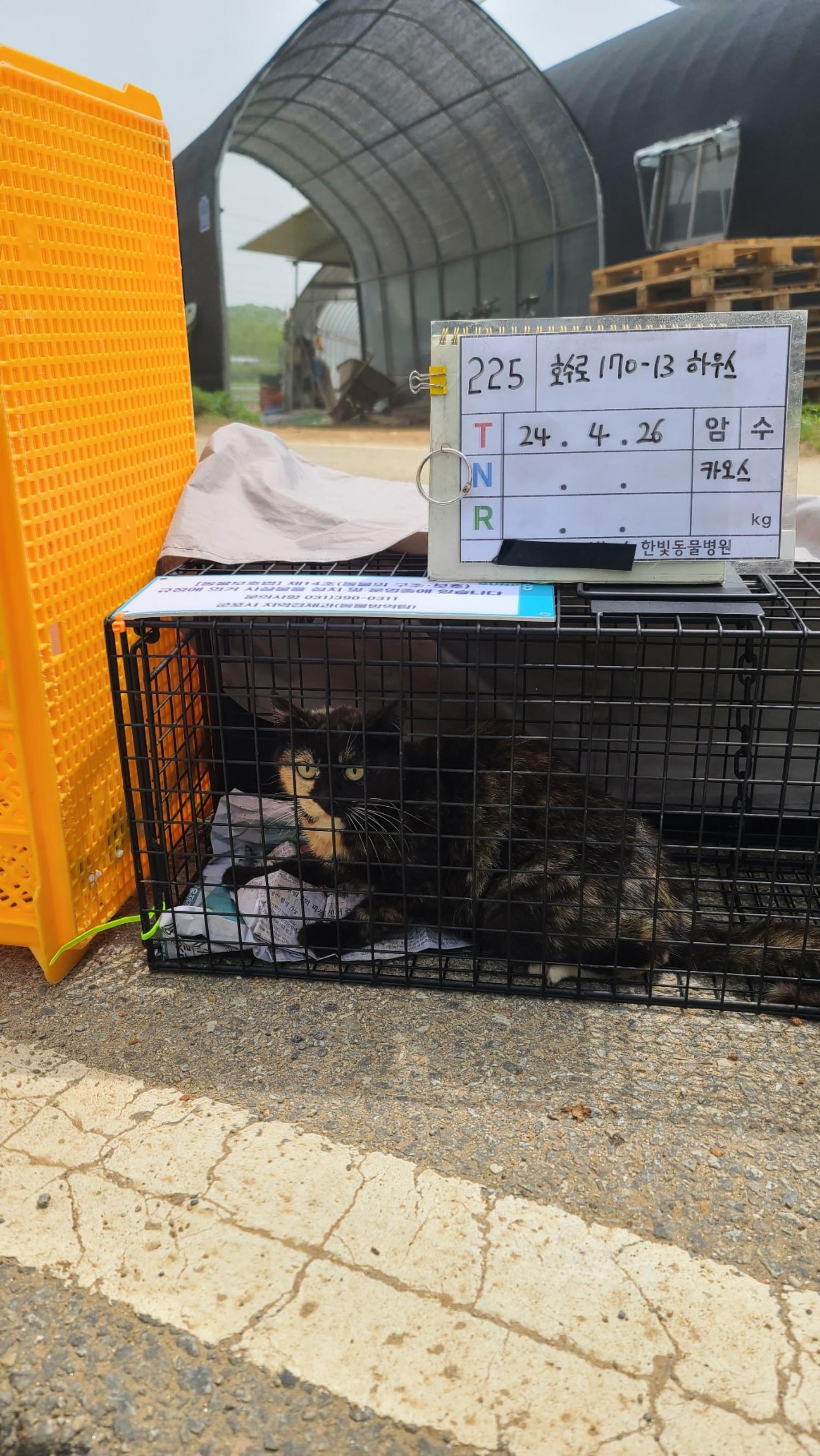 보호중동물사진 공고번호-경기-군포-2024-00225
