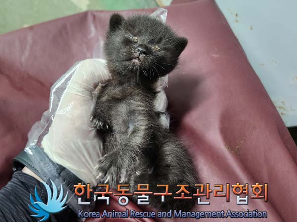 공고 번호가 경기-포천-2024-00414인 한국 고양이 동물 사진