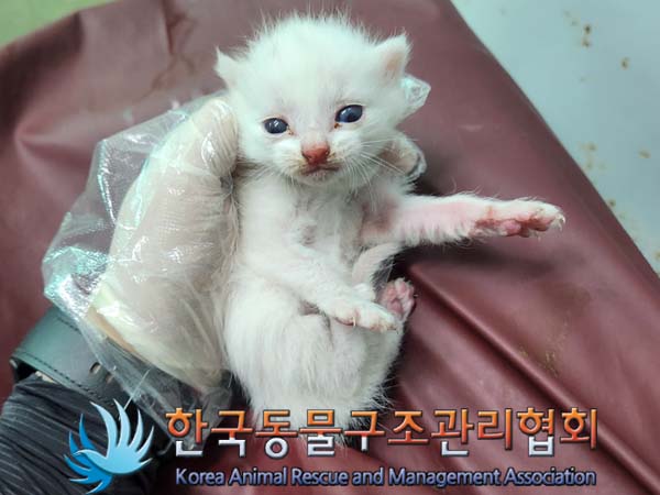 공고 번호가 경기-포천-2024-00416인 한국 고양이 동물 사진