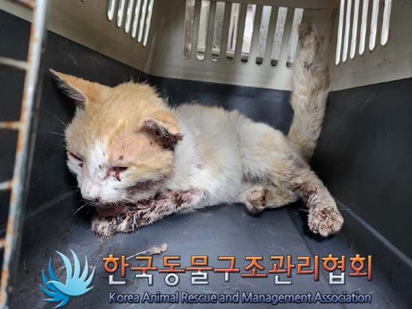공고 번호가 경기-김포-2024-00371인 한국 고양이 동물 사진