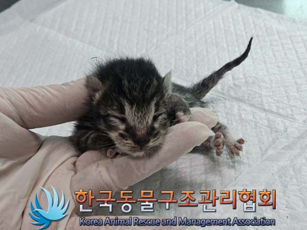 공고 번호가 경기-양주-2024-00223인 한국 고양이 동물 사진  