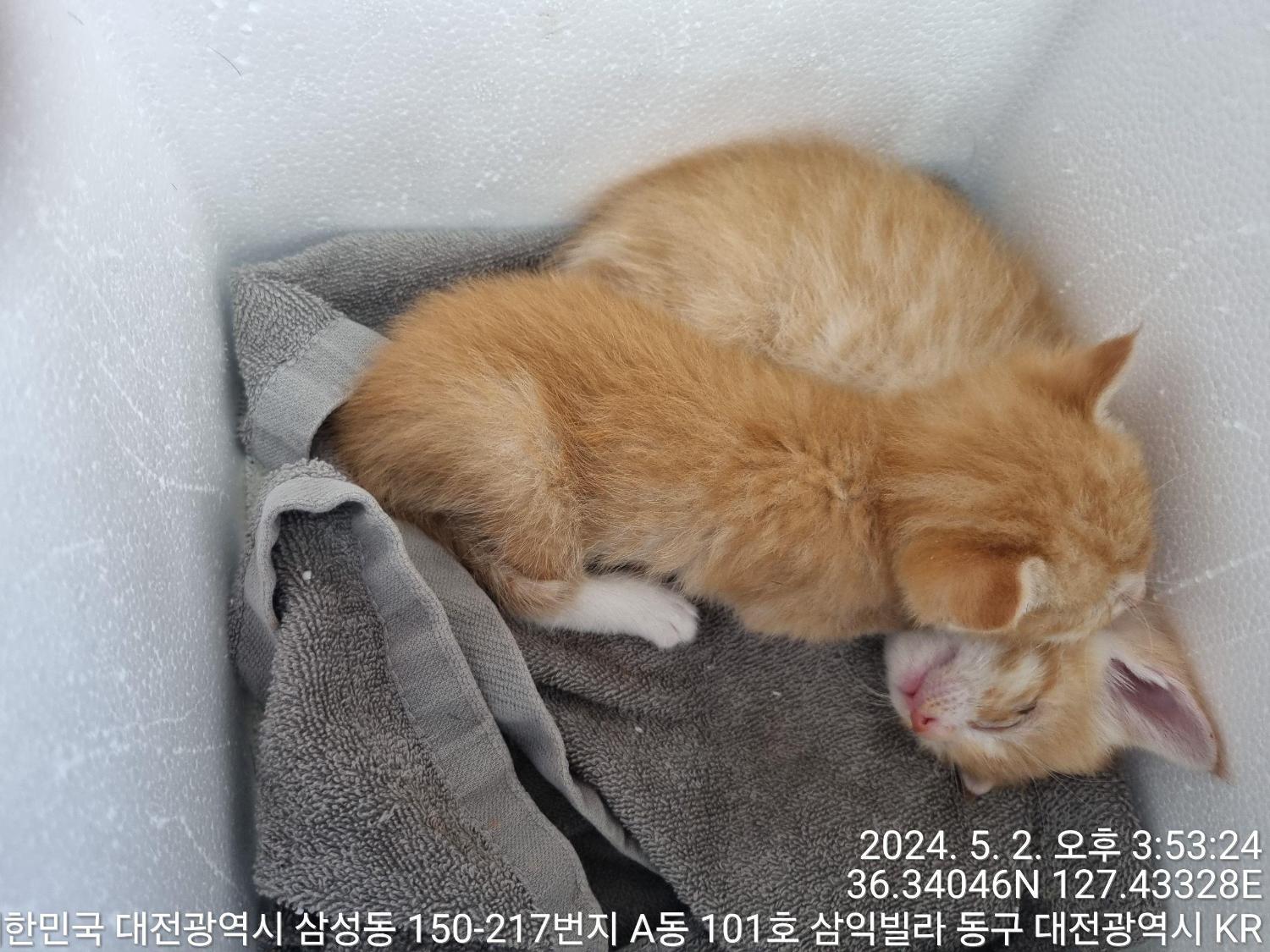 공고 번호가 대전-동구-2024-00119인 한국 고양이 동물 사진