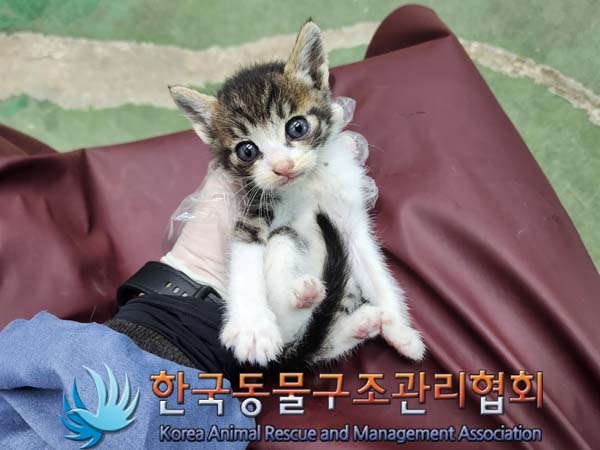 공고 번호가 서울-구로-2024-00070인 한국 고양이 동물 사진