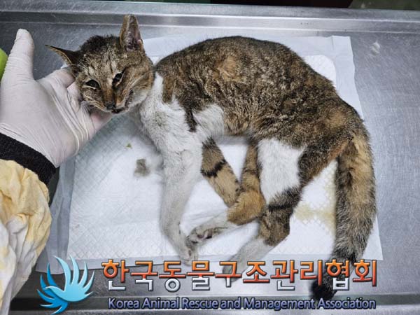 공고 번호가 서울-은평-2024-00110인 한국 고양이 동물 사진  
