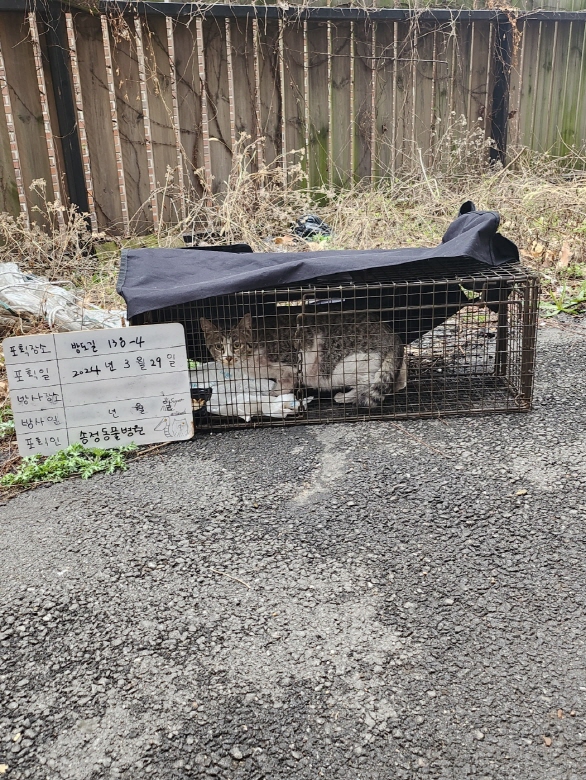 보호중동물사진 공고번호-경기-광주-2024-00381