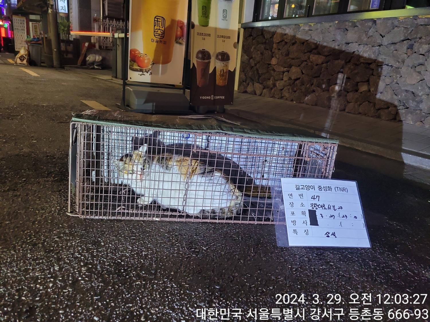 보호중동물사진 공고번호-서울-강서-2024-00077