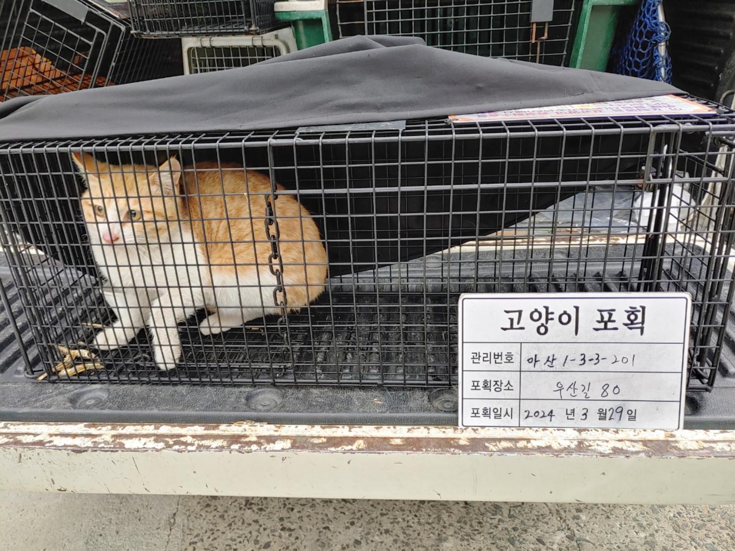 보호중동물사진 공고번호-경남-마산-2024-00452