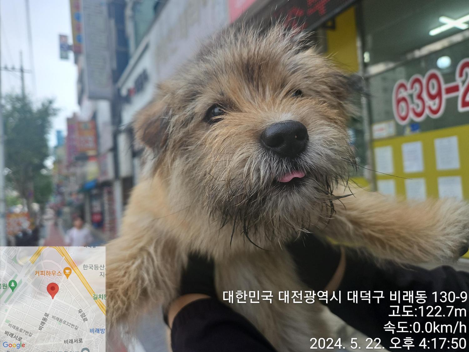 공고 번호가 대전-대덕-2024-00094인 믹스견 동물 사진
