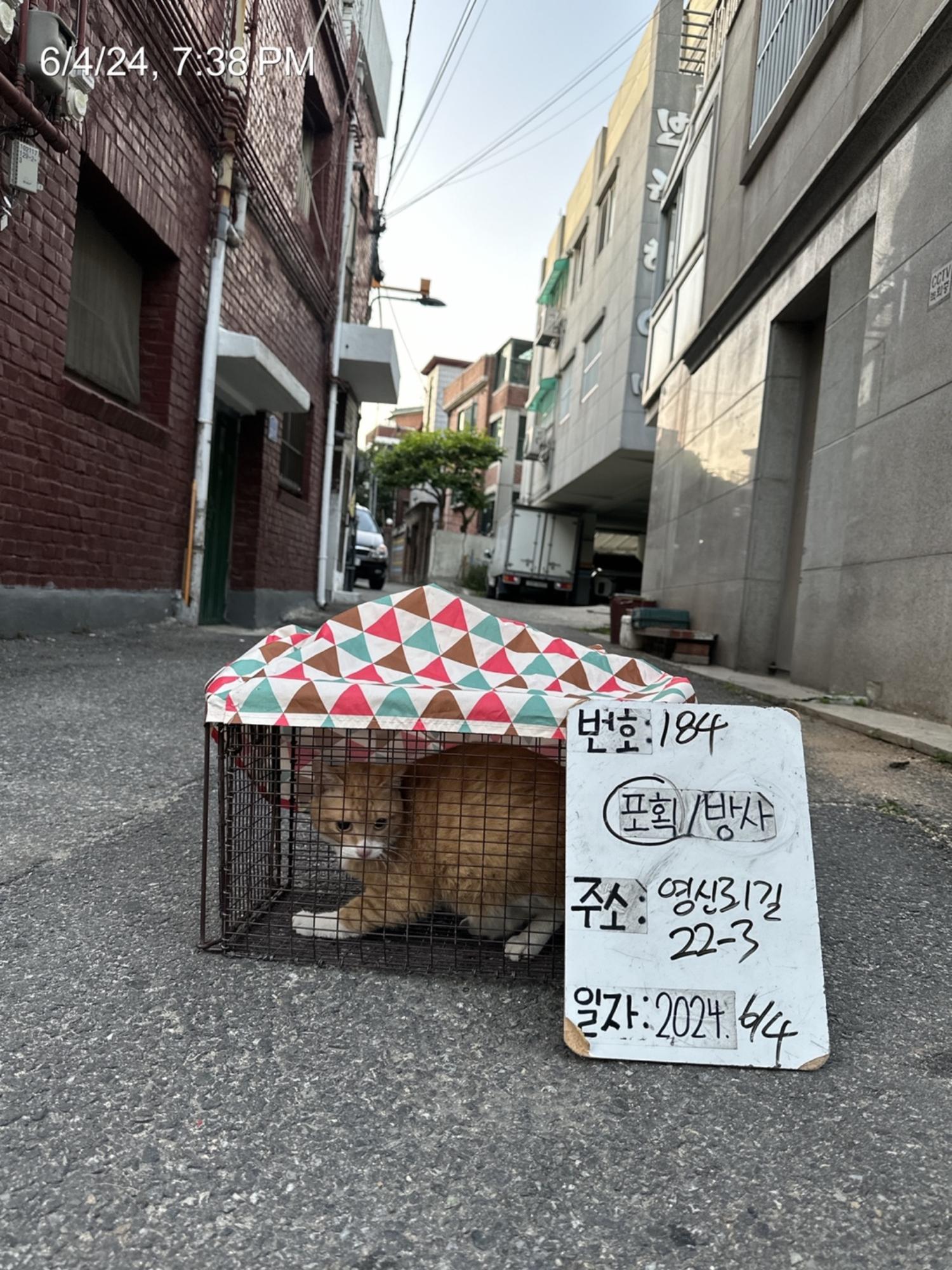 보호중동물사진 공고번호-서울-영등포-2024-00185