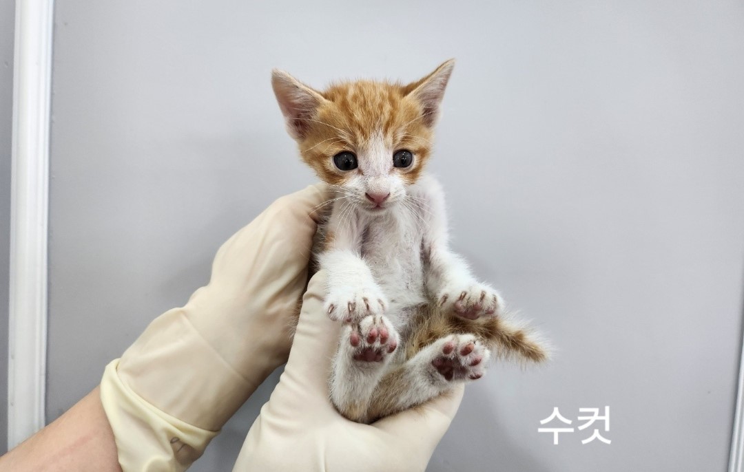공고 번호가 충북-옥천-2024-00208인 한국 고양이 동물 사진