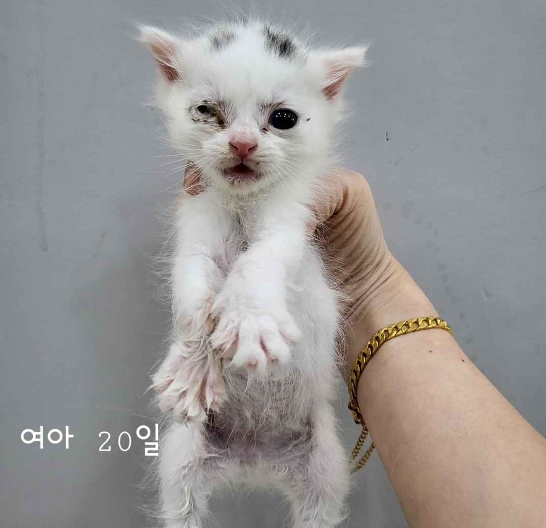 공고 번호가 충북-옥천-2024-00212인 한국 고양이 동물 사진
