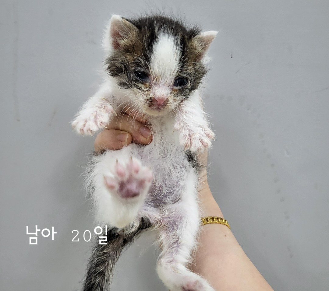 공고 번호가 충북-옥천-2024-00211인 한국 고양이 동물 사진