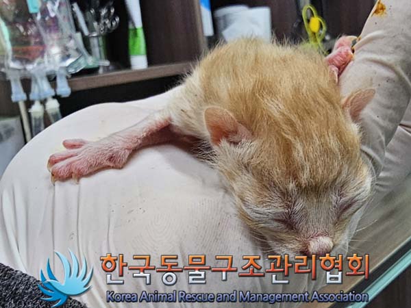 공고 번호가 경기-김포-2024-00353인 한국 고양이 동물 사진  