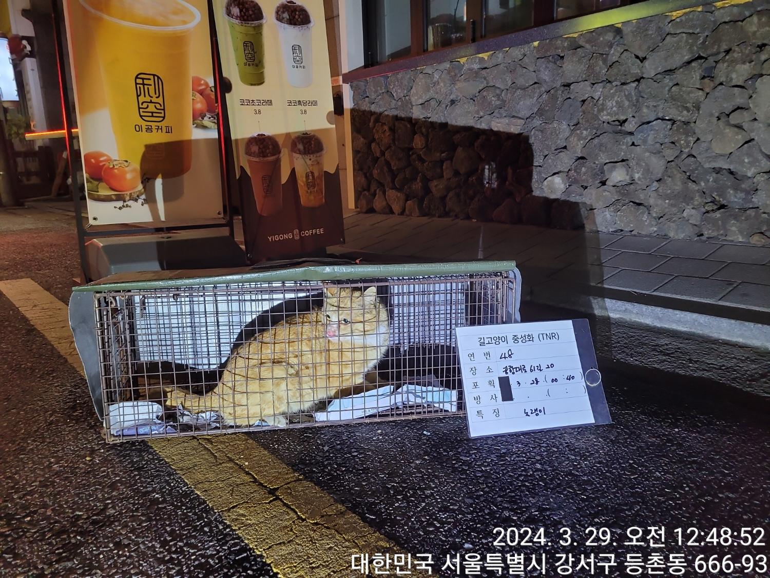 보호중동물사진 공고번호-서울-강서-2024-00078