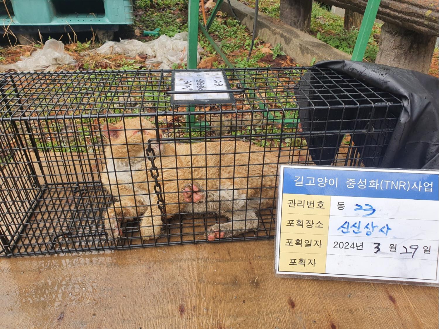 보호중동물사진 공고번호-경기-남양주-2024-00530