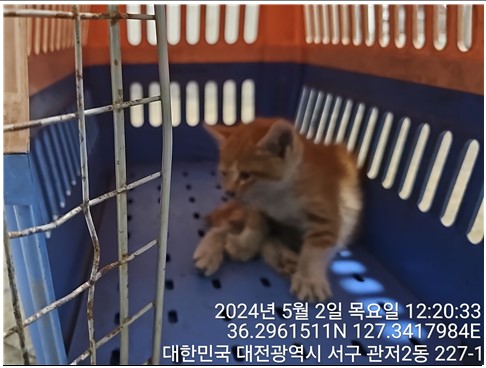 공고 번호가 대전-서구-2024-00132인 한국 고양이 동물 사진